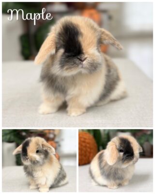Maple 🍁