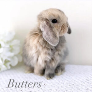 Butter