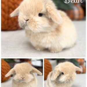 Bean