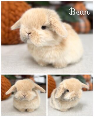 Bean