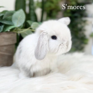 S’mores