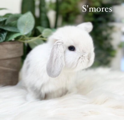 S’mores