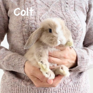 Colt