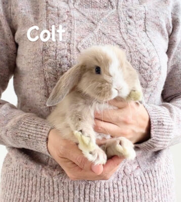 Colt