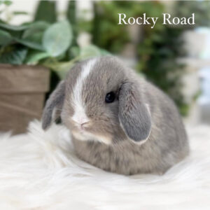 Rocky