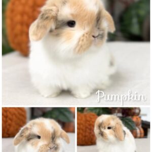 Pumpkin
