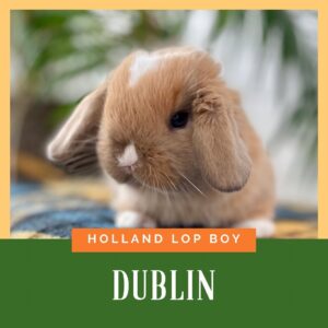 Dublin