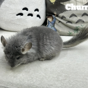 Churro