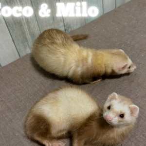 Coco & Milo
