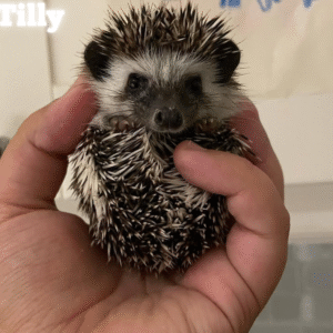 Tilly