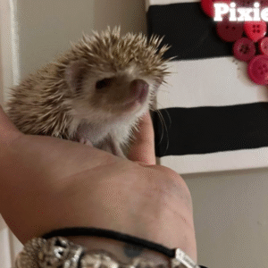 Pixie