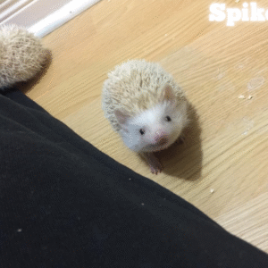 Spike