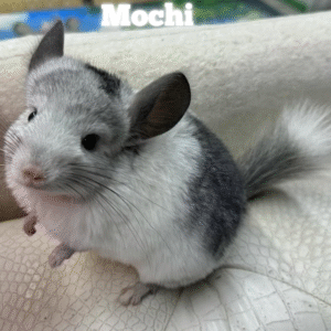 Mochi