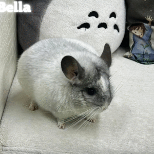 Bella