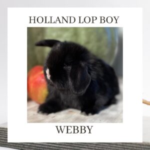 Webby