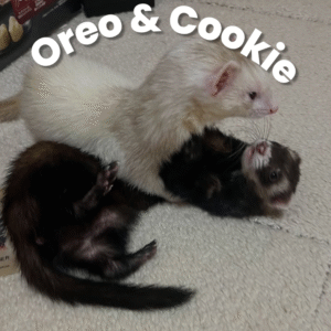 Oreo & Cookies