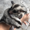 Cherry & Choco