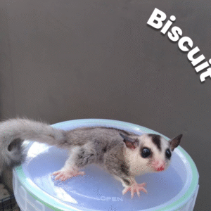 Biscuit
