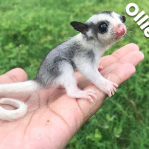 Ollie