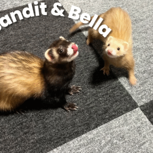 Bandit & Bella