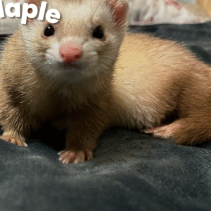 Maple