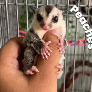 Peaches