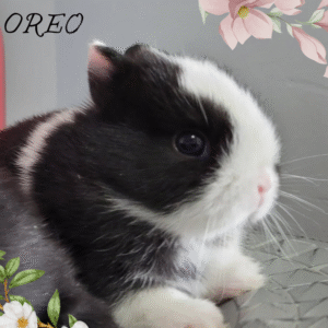 Oreo