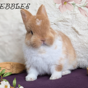 Pebbles