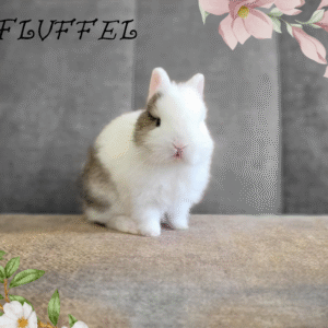 Fluffel