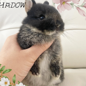 Shadow