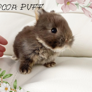 Cocoa puff 💨