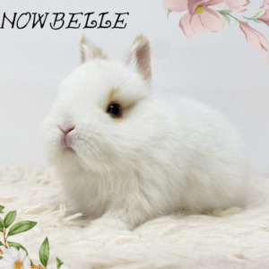 Snowbelle